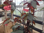 bbbさんのいわき市フラワーセンターの投稿写真2