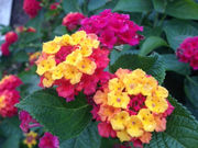 bbbさんのいわき市フラワーセンターの投稿写真4