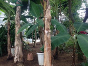 bbbさんのいわき市フラワーセンターの投稿写真8