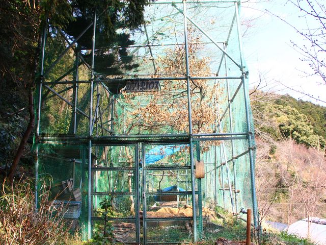 カブトムシ園_きのこ苑お山のたいしょう