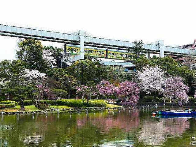 桜がきれい_千葉公園