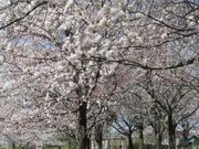 アーキさんの青葉の森公園の投稿写真1