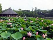 アーキさんの千葉公園の投稿写真1