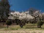 あやせ5525さんの清水寺公園の投稿写真1