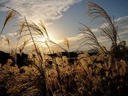 ぴあにっしもさんの曽爾高原のススキの投稿写真1