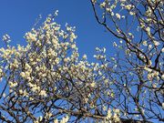 みれどさんの向山緑地公園の梅の投稿写真1