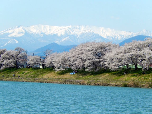 雪をかぶった蔵王を背景にした千本桜_白石川堤一目千本桜