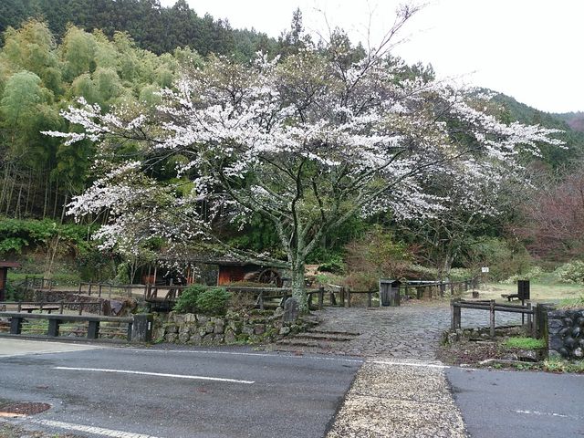 峠入り口の桜_馬籠峠