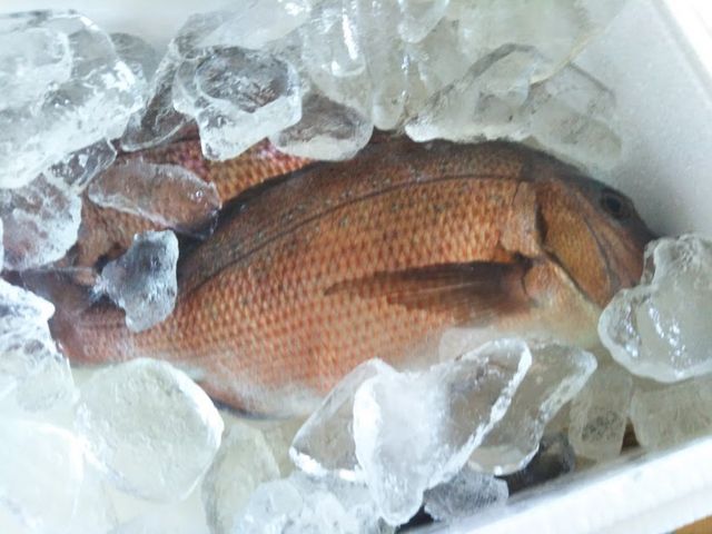 釣れた真鯛です。_海上釣り堀太公望