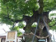 ハンニバルさんの中山神社の社叢(神社の森)の投稿写真1