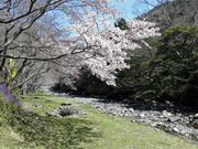 takeちゃんさんの那賀川の桜の投稿写真1