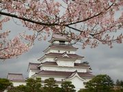 りょうさんの鶴ヶ城公園の桜の投稿写真1