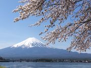 ニコちゃんさんの河口湖湖畔遊歩道の投稿写真1