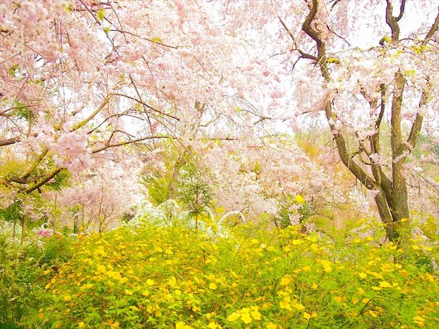 春の景色_原谷苑