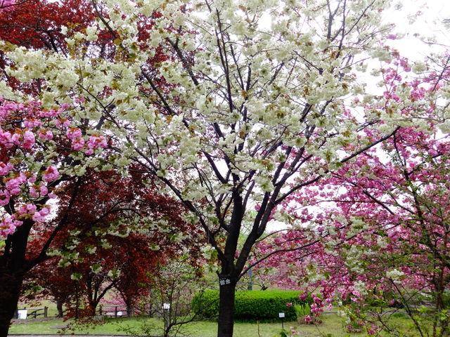 宇治市植物公園_宇治市植物公園