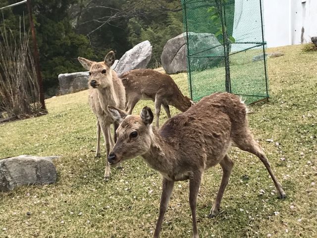 鹿が至る所にいます。祈祷申込所の近くで餌が売っています。_金華山