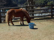 リュウさんのかぎろひの丘万葉公園の投稿写真1