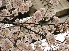 宝満宮竃門神社の桜の写真1