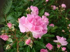 hiroさんの敷島公園への投稿写真1
