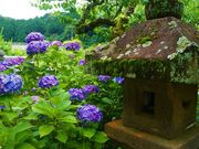 えりりりんさんの本光寺のあじさいの投稿写真1
