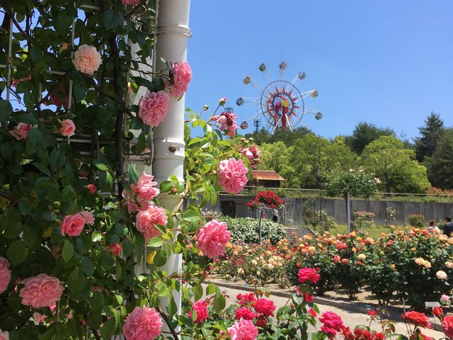 観覧車も_蜂ヶ峯総合公園