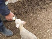 まなおまさたいまさんのめえめえ牧場の投稿写真1