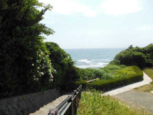 紫陽花と海_鎌倉海浜公園稲村ガ崎地区