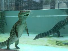 熱川バナナワニ園の写真1