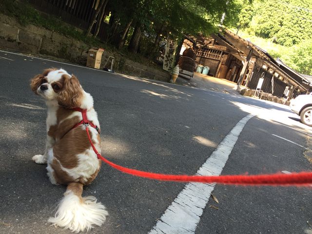 岡本とうふ店
