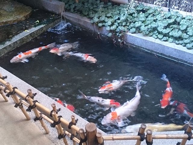 入口では鯉たちがお出迎え_宮島 藤い屋