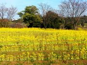 神奈川県立公園、全部行ってきました!さんの神奈川県立茅ケ崎里山公園の投稿写真3