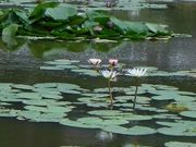 ブルービ−チさんの唐比湿地公園・唐比ハス園の投稿写真1