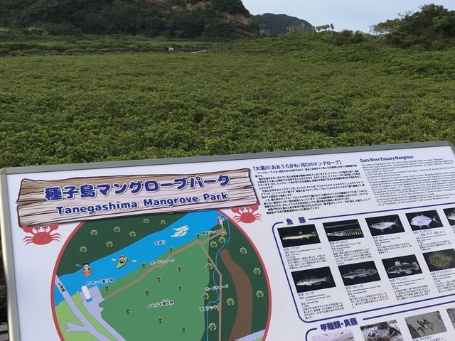 uchinakaさんのメヒルギ自生地群の投稿写真1