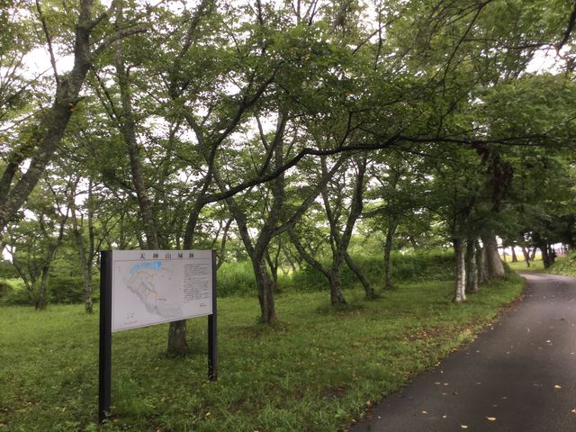 マイBOOさんの天神岬スポーツ公園の桜の投稿写真1