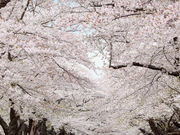 はじめさんの北上市立公園展勝地の投稿写真1