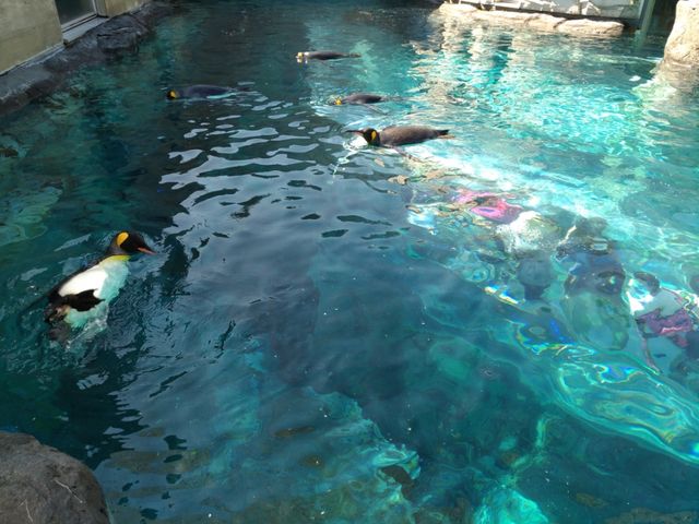 旭山動物園_旭山動物園 いこいの広場横ファーストフード