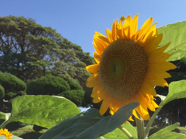 ひまわり_のこのしまアイランドパーク