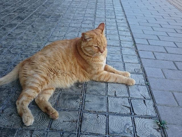 看板猫_三春の里 田園生活館