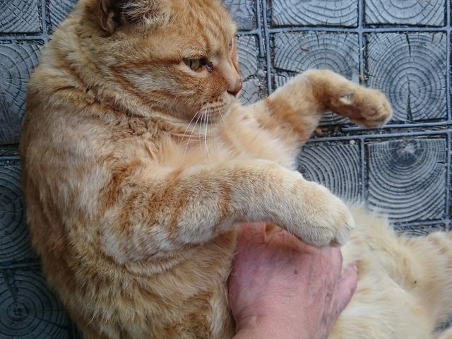 モフモフ_三春の里 田園生活館