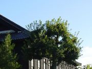 アリスさんの<監獄食>網走刑務所旧二見ケ岡農場食堂の投稿写真1
