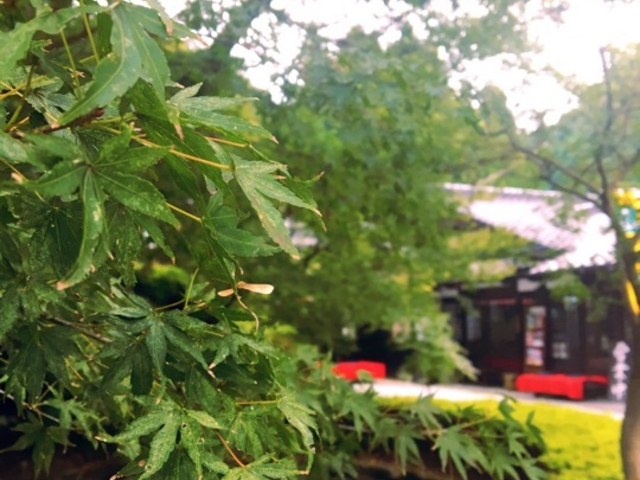 城跡近くの茶屋_秋月小町