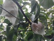 レイさんの山之上果樹園の投稿写真1