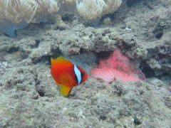 釣師さんのトップマリン残波への投稿写真1