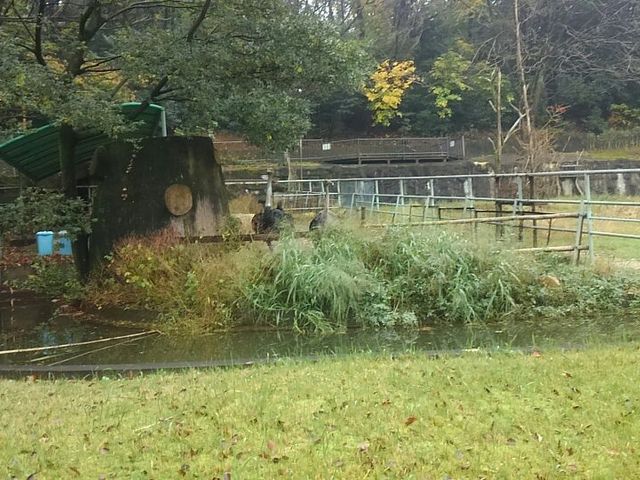 キリンを撮ったんですが。_東山動物園