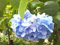 明月院のアジサイの写真1