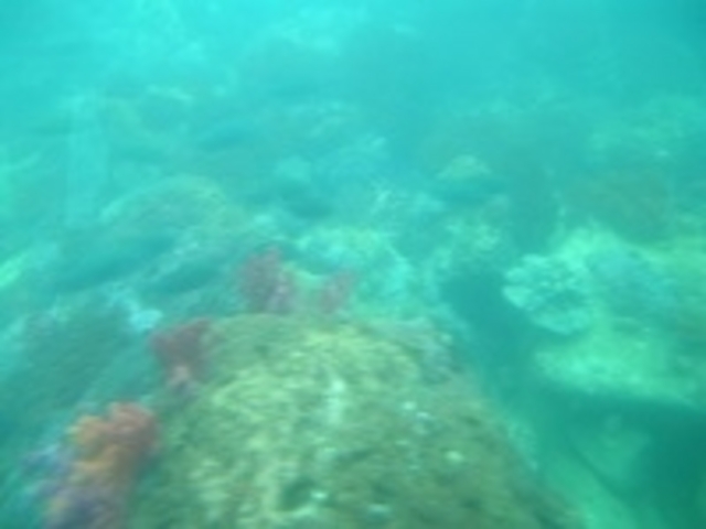 水が濁っていて残念_牛深海中公園グラスボート