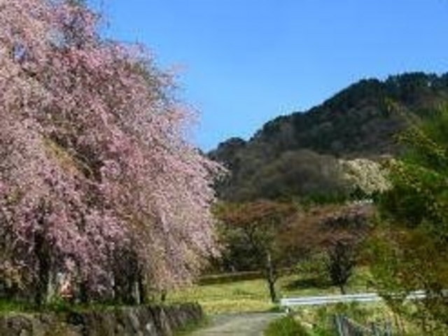 たかもり花高原_たかもり花高原