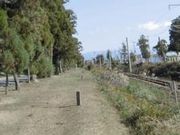 フルスピードさんの豊後街道菊陽杉並木の投稿写真1