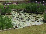 フルスピードさんの松浜軒の肥後花菖蒲の投稿写真1