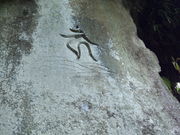 星子さんの竜ケ城跡(蒲生城跡)の投稿写真3